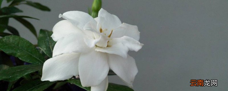 栀子花水培转土培