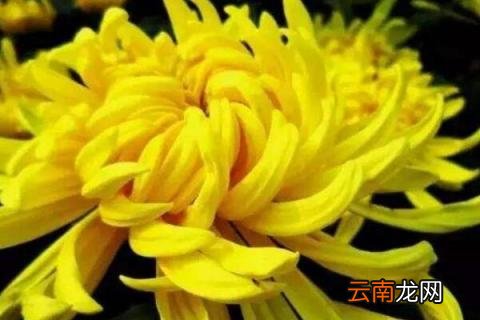 四季菊花怎么修剪