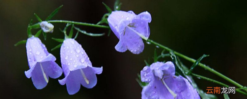 风铃花开败后怎样修剪