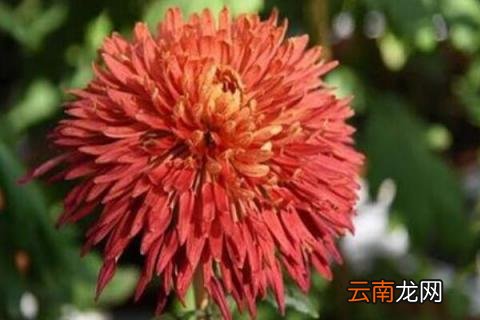 四季菊花怎么修剪