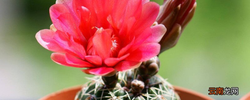 绯花玉仙人球怎么养护