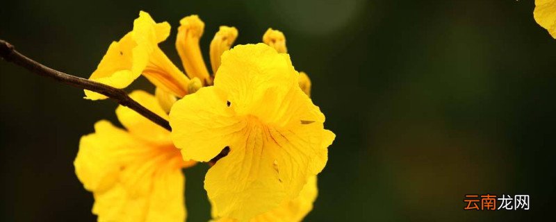 风铃花黄叶怎么处理