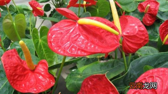 鹅掌花怎么繁殖