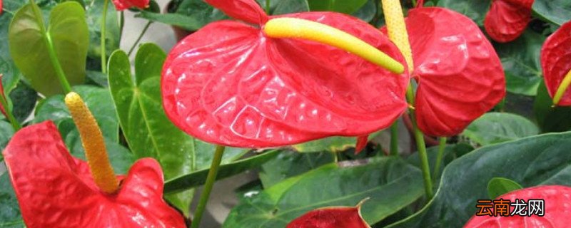 鹅掌花怎么繁殖