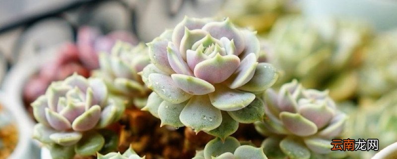 多肉植物出锦的方法