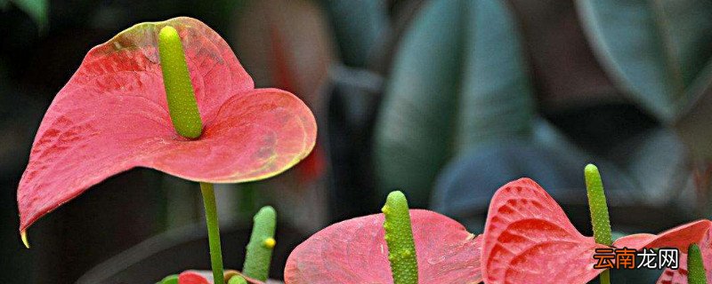 鹅掌花怎么修剪