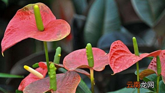 鹅掌花怎么修剪