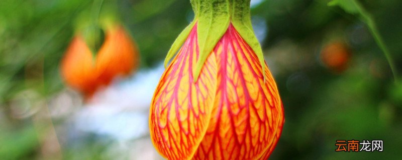 风铃花种植方法