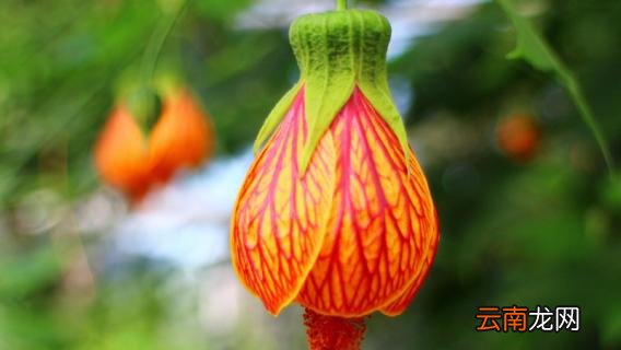 风铃花种植方法