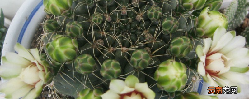 绯花玉徒长了怎么办