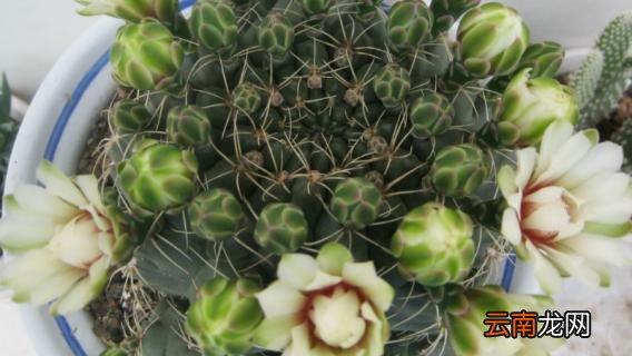 绯花玉徒长了怎么办