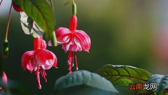 倒挂金钟有毒吗