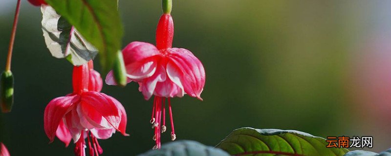 倒挂金钟有毒吗