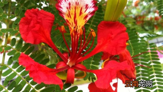 凤凰花的种子怎样种植