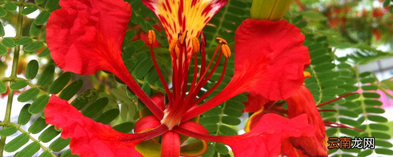 凤凰花的种子怎样种植