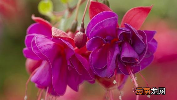 倒挂金钟如何缓苗