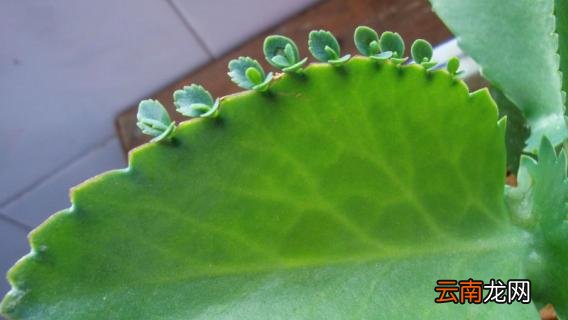 大叶落地生根有毒吗