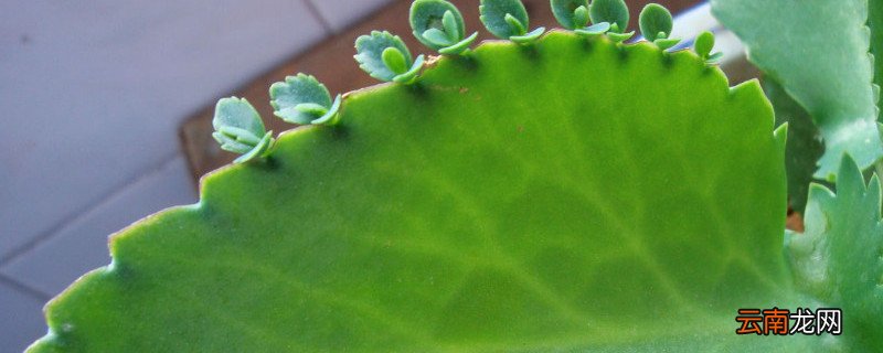 大叶落地生根有毒吗