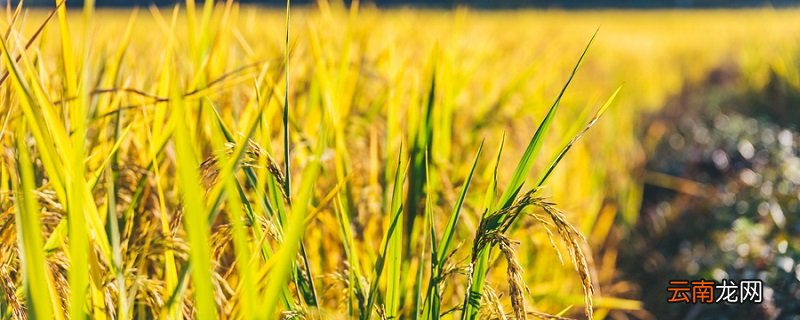 保护庄稼的益虫有哪些 吃害虫保护庄稼的益虫