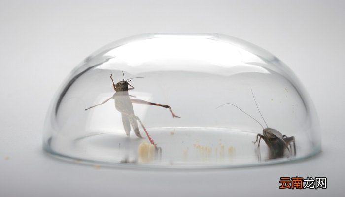 保护庄稼的益虫有哪些 吃害虫保护庄稼的益虫