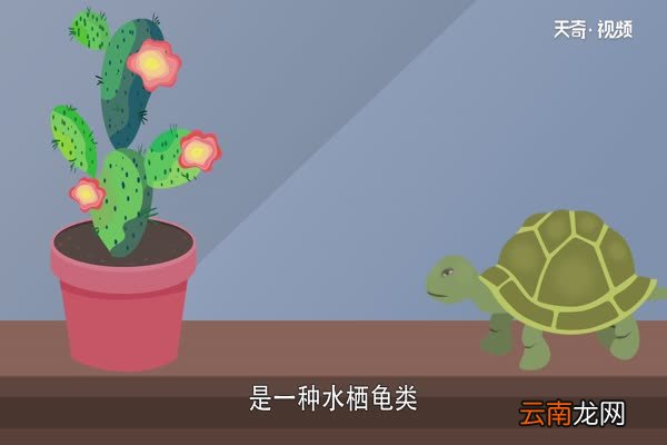 巴西龟寿命巴西龟可以活多久