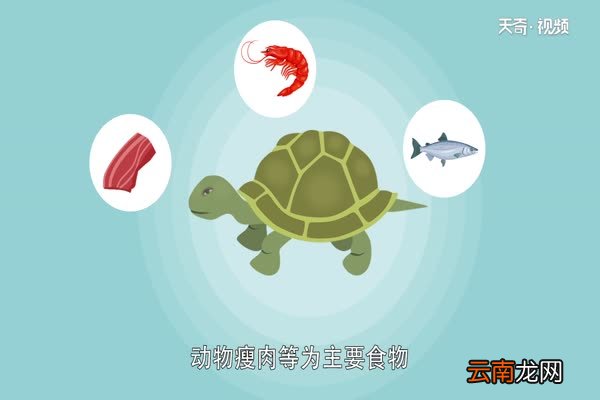 巴西龟寿命巴西龟可以活多久