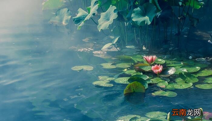 出淤泥而不染下一句 出淤泥而不染下一句是什么