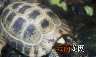 花龟的烹饪方法 乌龟的家常做法