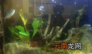 怎样很容易的清除鱼缸里的杂质 方法如何