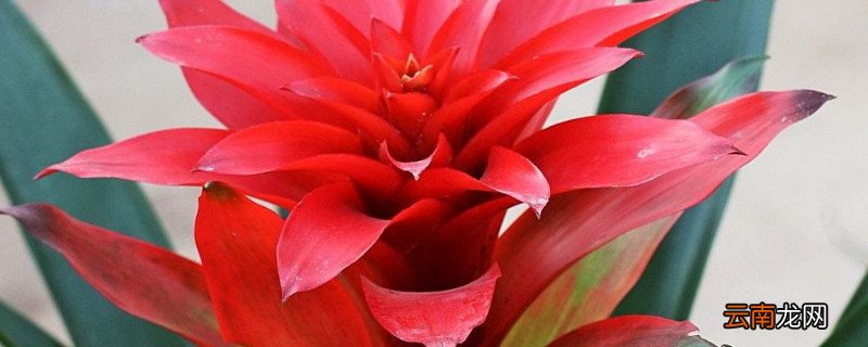 凤梨花怎么分株