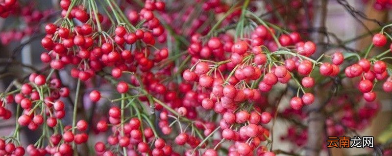 朱砂根发蔫怎么办