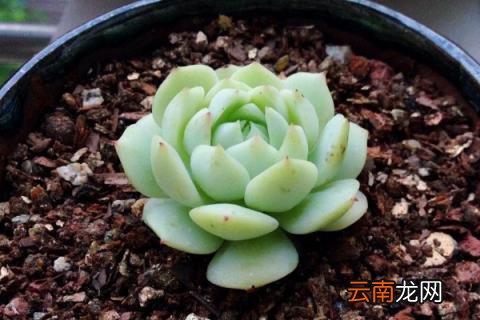 静夜化水怎么挽救