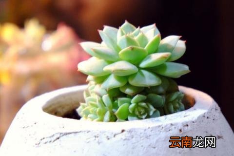 静夜化水怎么挽救
