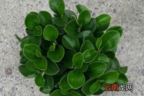 圆叶椒草能净化空气吗