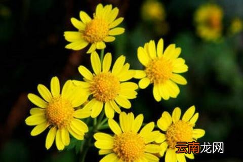 野菊花怎样晒干