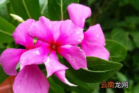 长春花与金达莱的区别
