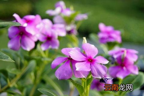长春花与金达莱的区别