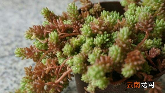 薄雪万年草怎么修剪