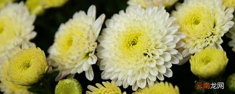 春天菊花怎么摘心
