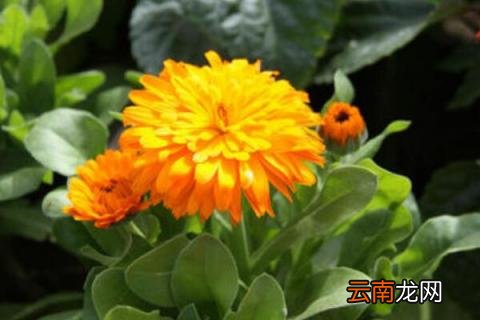 春天菊花怎么摘心