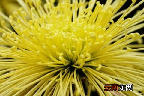 春天菊花怎么摘心