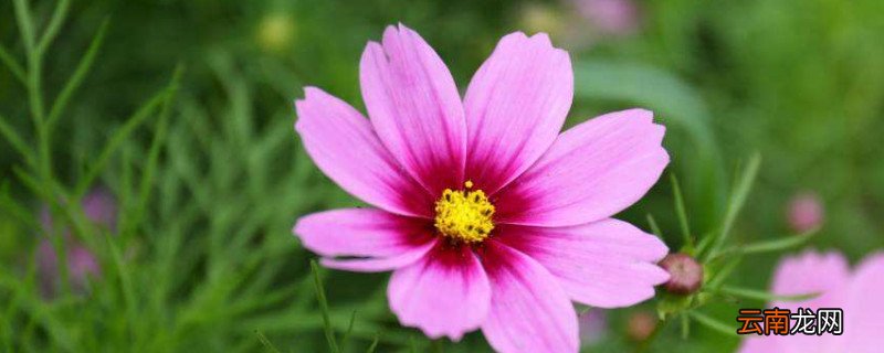波斯菊发芽后怎么换盆