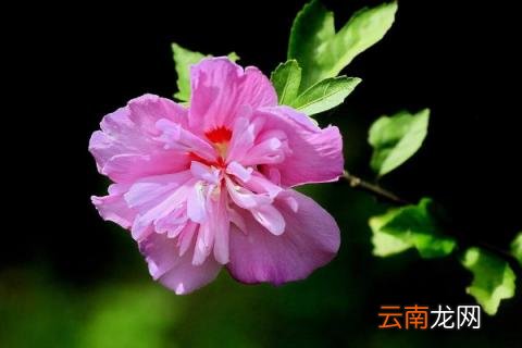 小木槿花苞发黄干枯