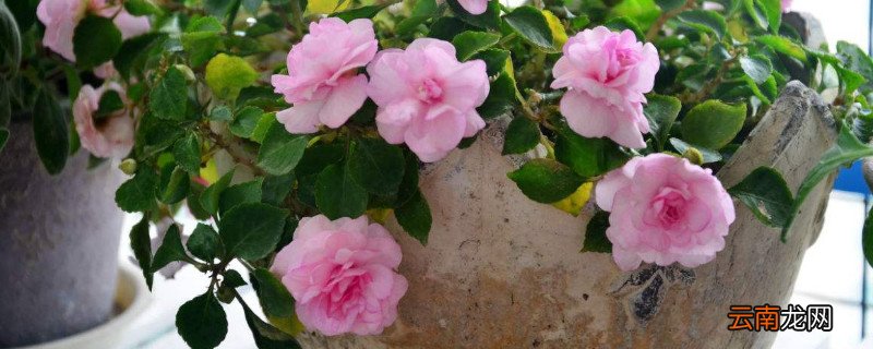 小木槿花苞发黄干枯