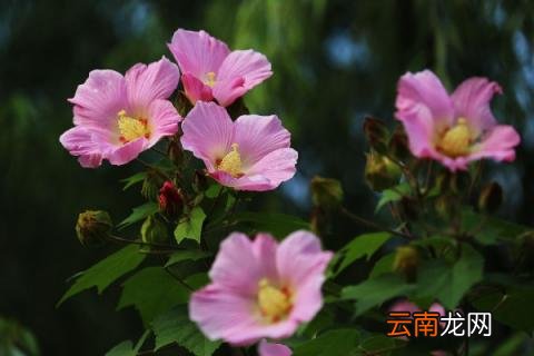小木槿花苞发黄干枯
