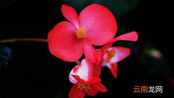 玻璃海棠爆盆方法