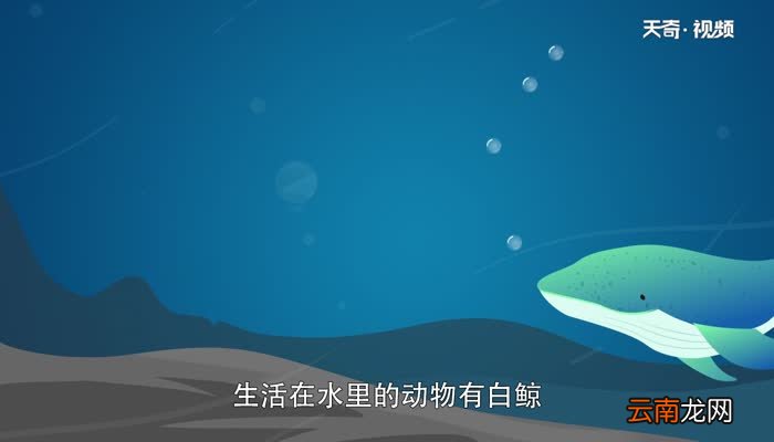 北极动物有哪些 北极生活了哪些动物
