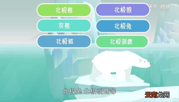 北极动物有哪些 北极生活了哪些动物