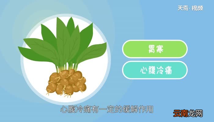 沙姜的功效与作用 沙姜的好处
