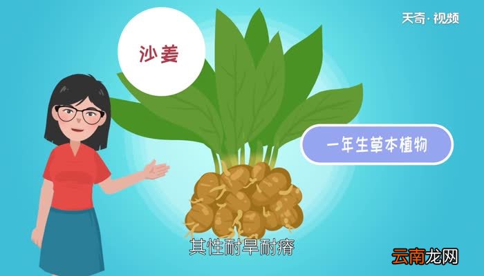 沙姜的功效与作用 沙姜的好处